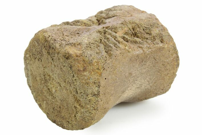Fossil Dinosaur (Pachycephalosaurus) Caudal Vertebra - Wyoming #379707